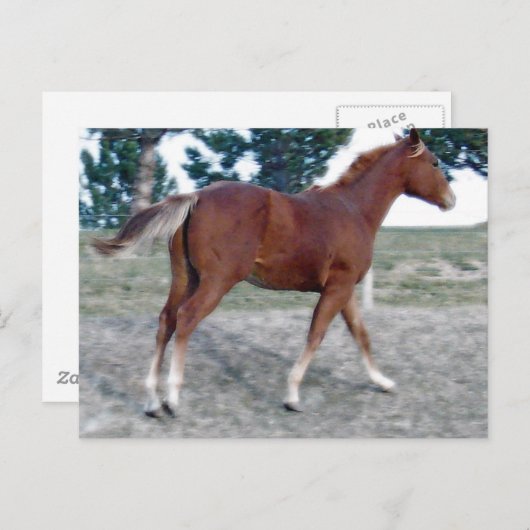 Scotch Boy Briefkaart (Voorkant / Achterkant)