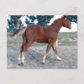 Scotch Boy Briefkaart (Voorkant)