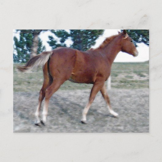 Scotch Boy Briefkaart (Voorkant)