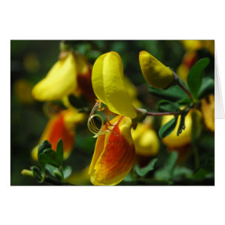 Scotch Broom Blossom