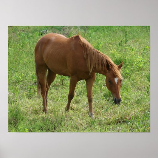 Scotch Eats Poster (Voorkant)