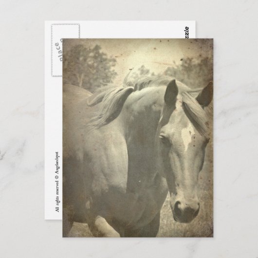 Scotch Faux  Briefkaart (Voorkant / Achterkant)