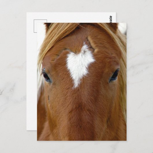 Scotch het jaarling paard briefkaart (Voorkant / Achterkant)