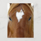 Scotch het jaarling paard briefkaart (Voorkant)