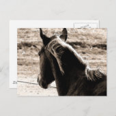 Scotch in Brown Tones Briefkaart (Voorkant / Achterkant)