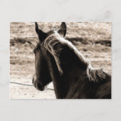 Scotch in Brown Tones Briefkaart (Voorkant)