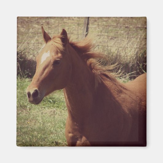 Scotch in Motion Magneet (Voorkant)