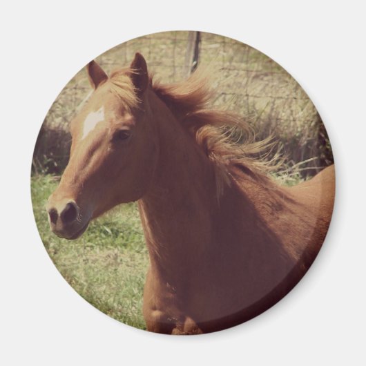 Scotch in Motion Magneet (Voorkant)