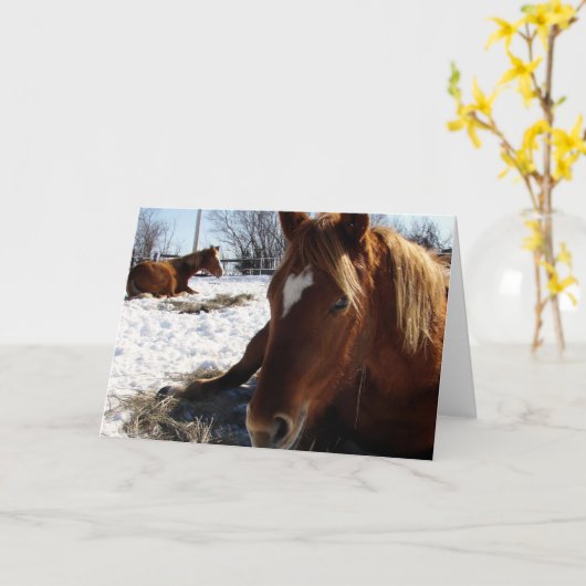 Scotch Slapeps Kaart (Gele Bloem)