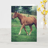 Scotch the Horse, Birthday Kaart (Gele Bloem)