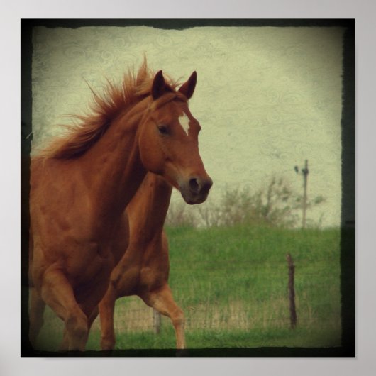 Scotch Trots Poster (Voorkant)