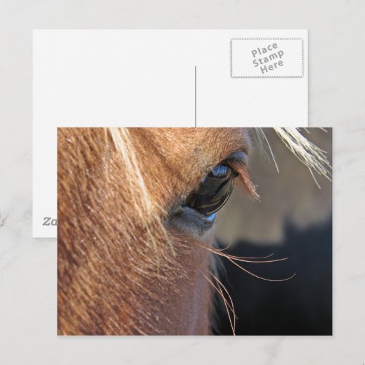 Scotchextremcloseup Briefkaart (Voorkant / Achterkant)