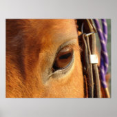 Scotch's Eye Poster (Voorkant)