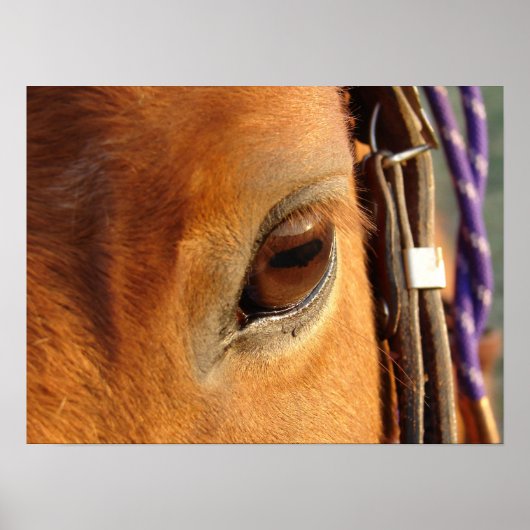 Scotch's Eye Poster (Voorkant)