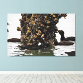 Scoter-Surf-eenden met lage spanning Canvas Afdruk (Insitu (Houten vloer))