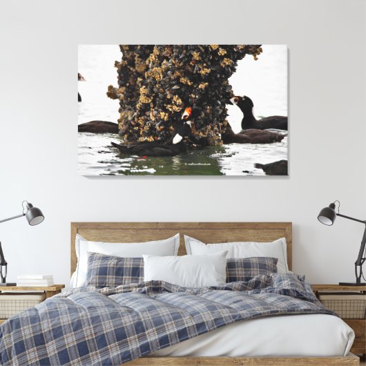 Scoter-Surf-eenden met lage spanning Canvas Afdruk (Insitu (Slaapkamer))