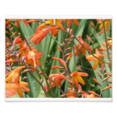 Scotland Florals Foto Afdruk (Voorkant)