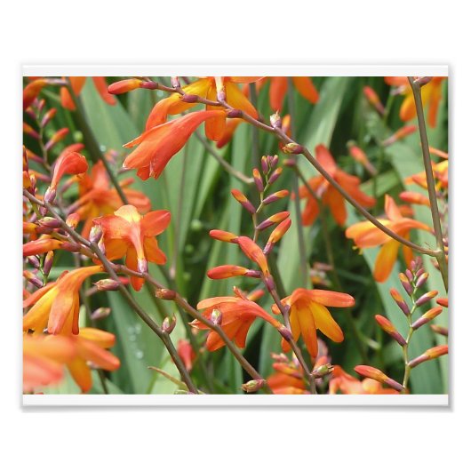 Scotland Florals Foto Afdruk (Voorkant)