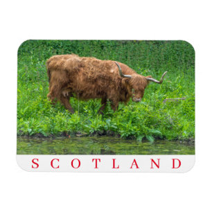 Scotland Highland koe fridge magnet Magneet