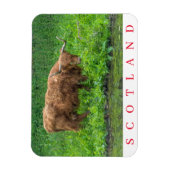 Scotland Highland koe fridge magnet Magneet (Verticaal)