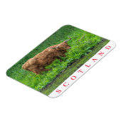 Scotland Highland koe fridge magnet Magneet (Linkerzijde)