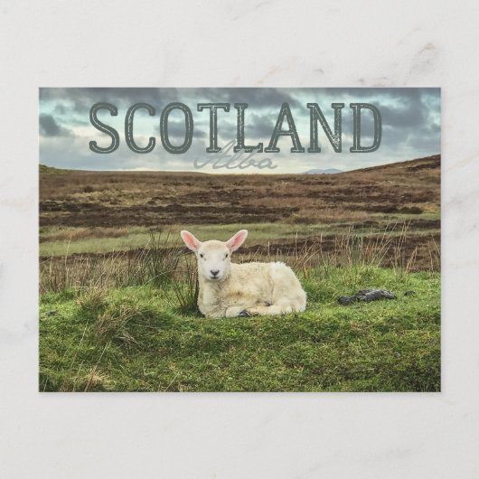 Scotland Highlands Sheep Schilderachtig Travel Bri Briefkaart (Voorkant)