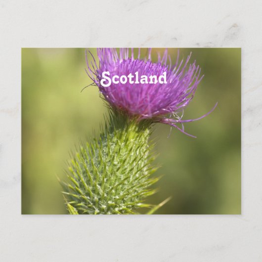 Scotland Thistle Briefkaart (Voorkant)