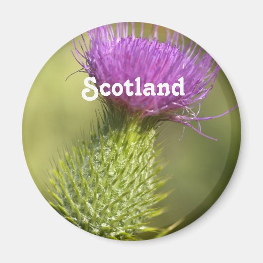 Scotland Thistle Magneet (Voorkant)