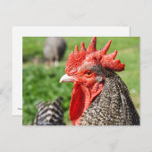Scots Gray Rooster | Kip Briefkaart (Voorkant / Achterkant)