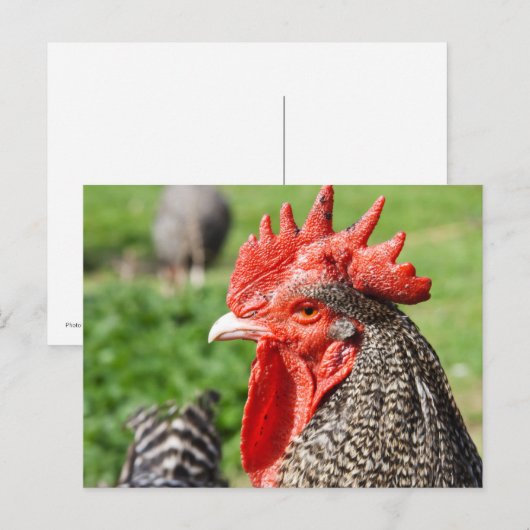 Scots Gray Rooster | Kip Briefkaart (Voorkant / Achterkant)