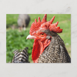 Scots Gray Rooster   Kip Briefkaart