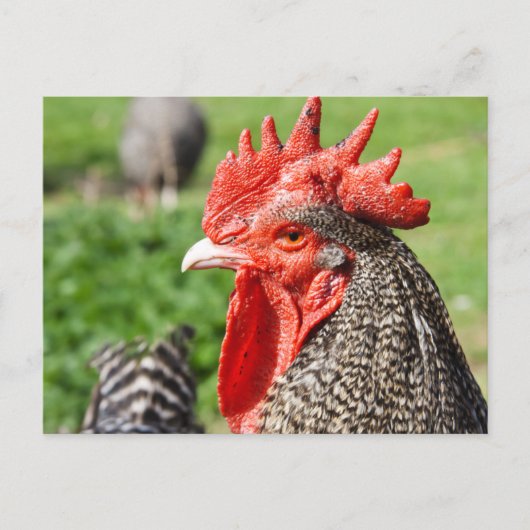 Scots Gray Rooster | Kip Briefkaart (Voorkant)
