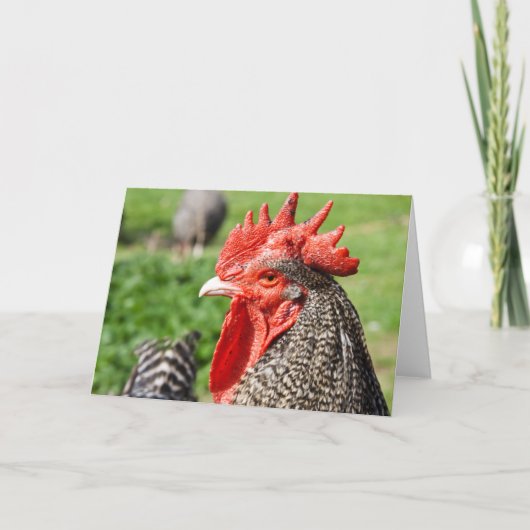 Scots Grey Rooster | Blank Kaart (Voorkant)