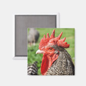 Scots Grey Rooster Fotografie Magneet (Voorkant / Achterkant)