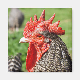 Scots Grey Rooster Fotografie Magneet