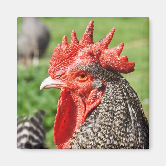 Scots Grey Rooster Fotografie Magneet (Voorkant)