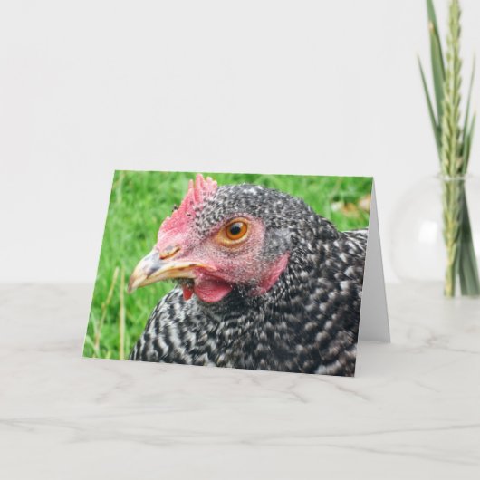 Scots Grijze Kip - het Wenskaart van het Gevogelte Kaart (Voorkant)