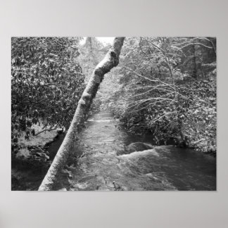 Scott Creek Poster