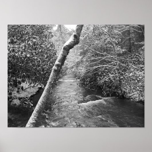 Scott Creek Poster (Voorkant)