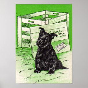 Scottie dog via speciale levering poster