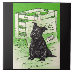 Scottie dog via speciale levering tegeltje