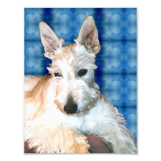 Scottie Photo Print Foto Afdruk (Voorkant)