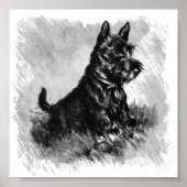 Scottie Puppy Charcoal Style Poster (Voorkant)