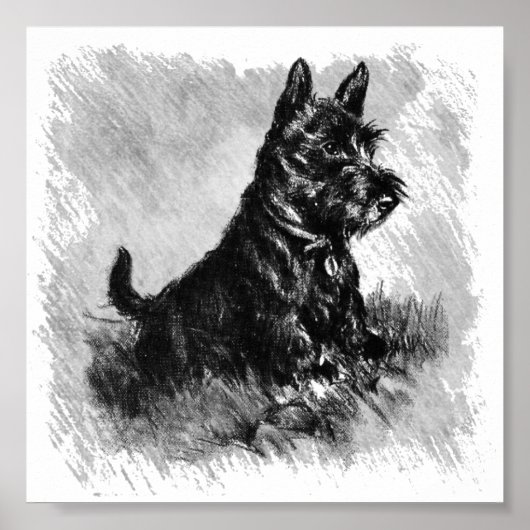 Scottie Puppy Charcoal Style Poster (Voorkant)