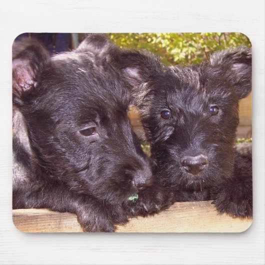 Scottie Pups Muismat (Voorkant)