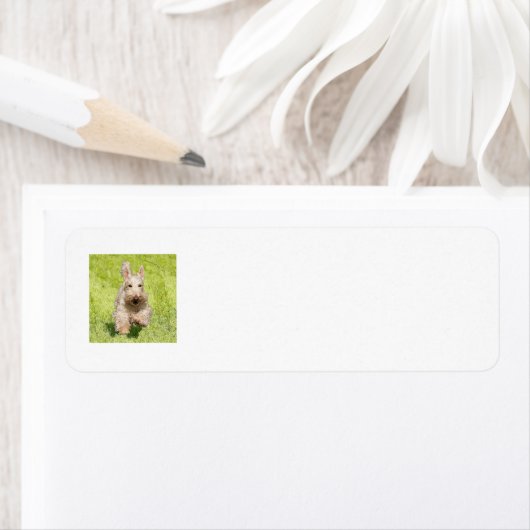 SCOTTIE Return Address Labels (Insitu)
