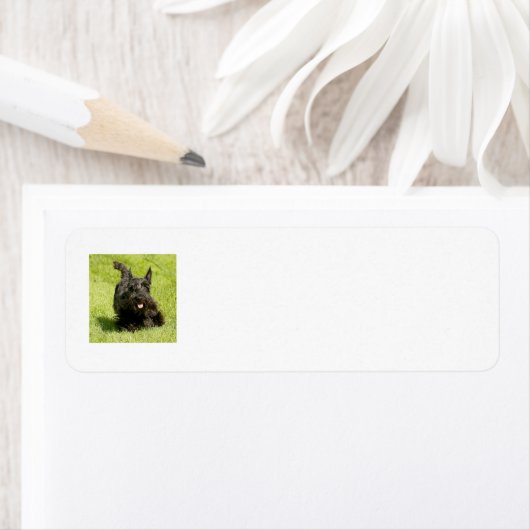 SCOTTIE Return Address Labels (Insitu)