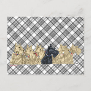 Scotties Allemaal op een Rij Briefkaart