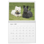 Scotties en Westies KALENDER (Mar 2027)