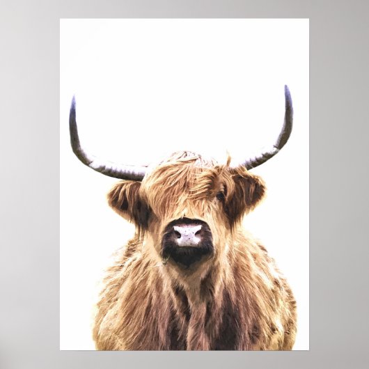 Scottish animal portret van de koe Highland Poster (Voorkant)
